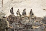 Fossil Mosasaur (Tethysaurus) Jaws - Asfla, Morocco #215145-4